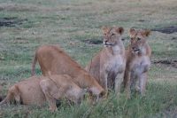 138 Löwen in Ol Pejeta Conservancy