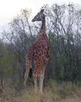 140 Rothschildgiraffe