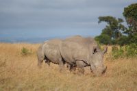 143 Safari im Ol Pejeta Schutzgebiet
