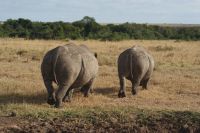 144 Safari im Ol Pejeta Schutzgebiet