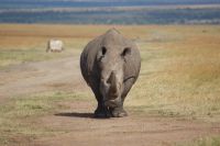 145 Safari im Ol Pejeta Schutzgebiet