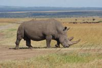 146 Safari im Ol Pejeta Schutzgebiet