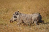 148 Safari im Ol Pejeta Schutzgebiet