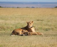149 Löwenrudel im Ol Pejeta