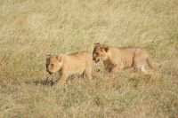 154 Löwenrudel im Ol Pejeta