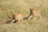 156 Löwenrudel im Ol Pejeta