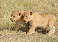 157 Löwenrudel im Ol Pejeta