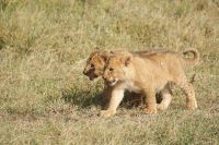 158 Löwenrudel im Ol Pejeta