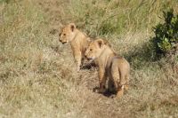 159 Löwenrudel im Ol Pejeta