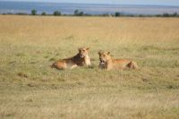 162 Löwenrudel im Ol Pejeta