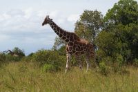 167 Rothschildgiraffe