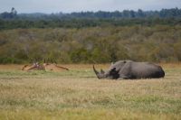178 Nashorn mit Elen Antilopen