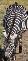 185 Zebra mit Madenhacker