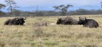 202 Büffel am Lake Nakuru