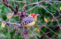 214 Flammenkopf Bartvogel