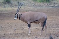 215 Oryx Antilope