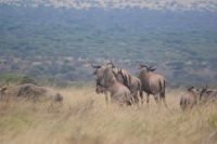 216 Gnus in Tsavo West