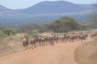 217 Gnus in Tsavo West