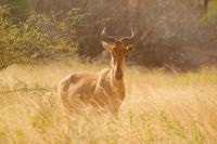 229 Coke Kuhantilope