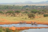 230 Kilaguni Wasserloch