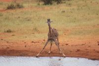 246 Maasaigiraffe