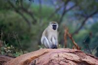 254 Grüne Meerkatze