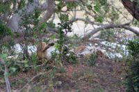 256 Siesta der Löwen