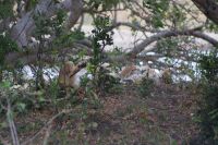 257 Siesta der Löwen