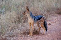 264 Schabarakenschakal