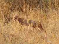 269 Caracal Sichtung