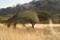 272 Maasai Giraffe