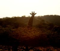 273 Giraffe beim Sonnenaufgang