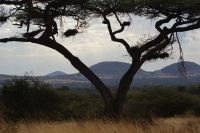 275 morgens in Tsavo West