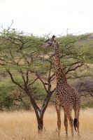 276 Maasai Giraffe