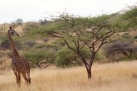 279 Maasai Giraffe