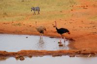 280 Strauße am Wasserloch