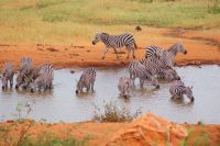 281 Zebras am Wasserloch