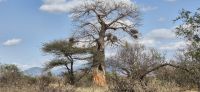 283 Baobab Baum