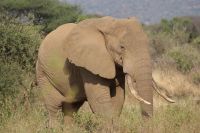 291 Elefantenbullenbegegnung