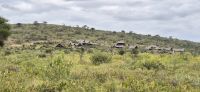 308 Soroi Cheetah Tented Camp