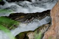 327 Krokodil beim Erfrischen