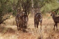 329 Wasserböcke mit markanter Zeichnung