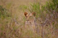 337 Löwen im Lumo Schutzgebiet