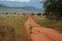 339 Löwen im Lumo Schutzgebiet