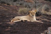 340 Löwen im Lumo Schutzgebiet