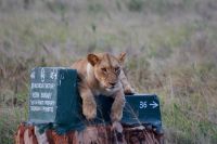 342 Löwen im Lumo Schutzgebiet