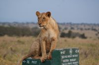 343 Löwen im Lumo Schutzgebiet
