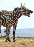 362 am Foto Hide Wasserloch