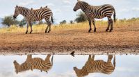 366 Zebras am Wasserloch
