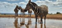 367 Zebras am Wasserloch